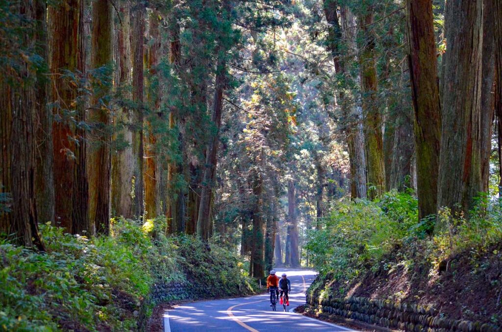 Cyclists riding along a road lined with towering cedar trees in Nikko
