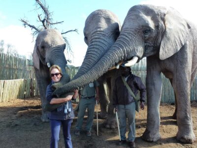 Visitors standing beside three elephants at Buffelsdrift