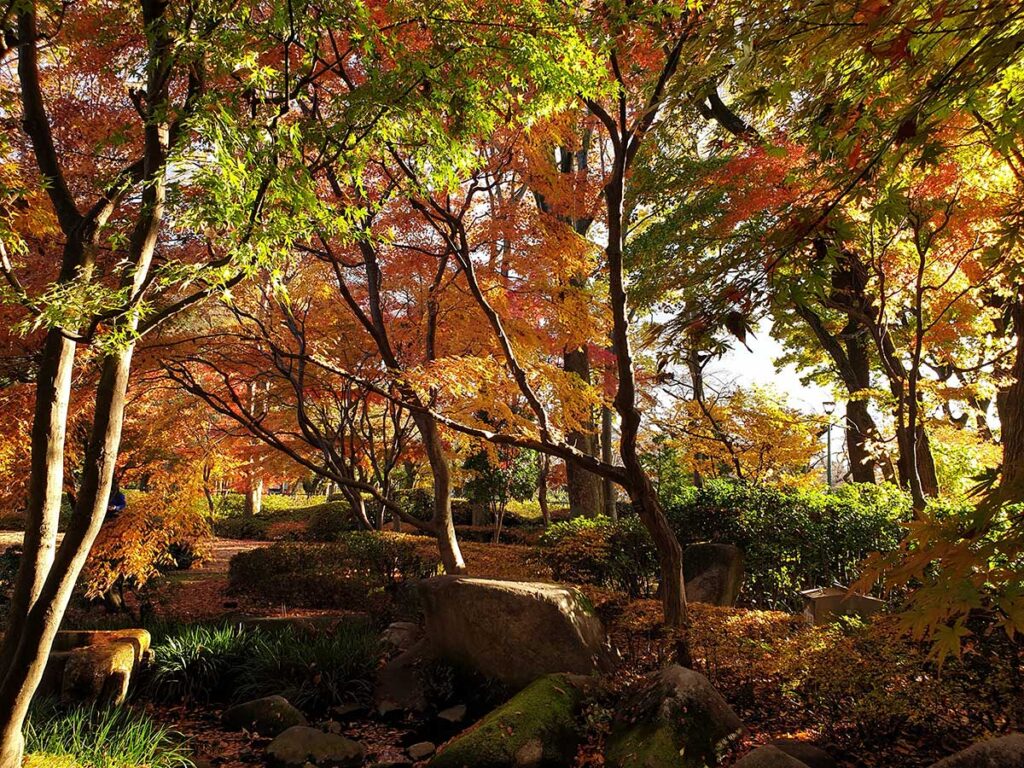 Red and gold autumn leaves surrounding a shaded garden path in Tokyo