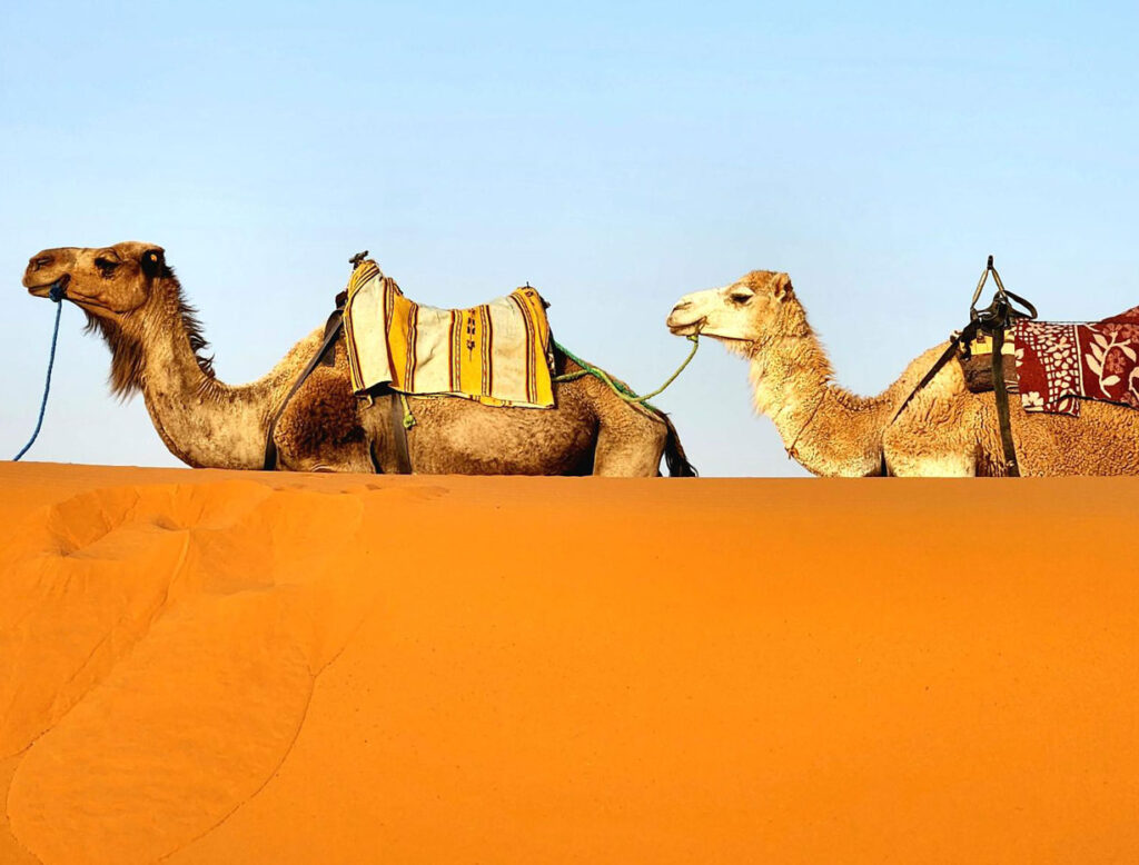 Saddled camels resting behind an orange sand dune in the Sahara