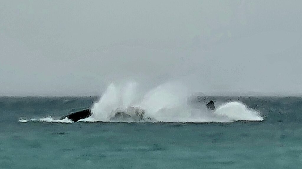 Southern right whales breaking the surface off Fowlers Bay
