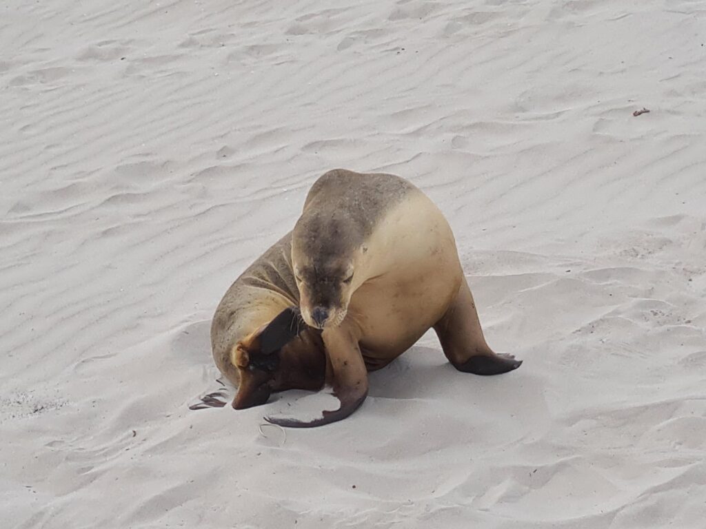 Australian sea lions resting together on the sand at Seal Bay, Kangaroo Island